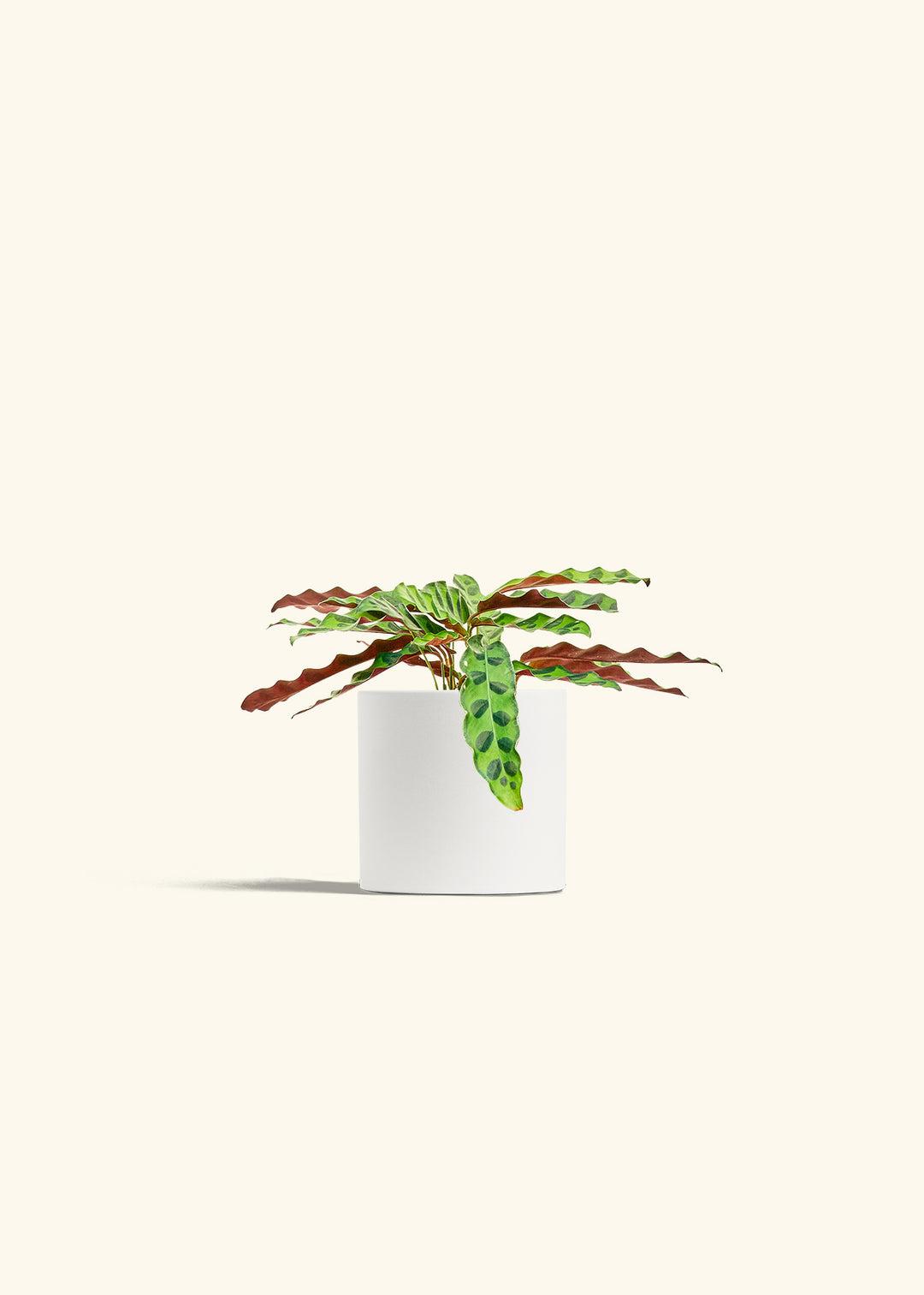 Calathea 'Rattlesnake'