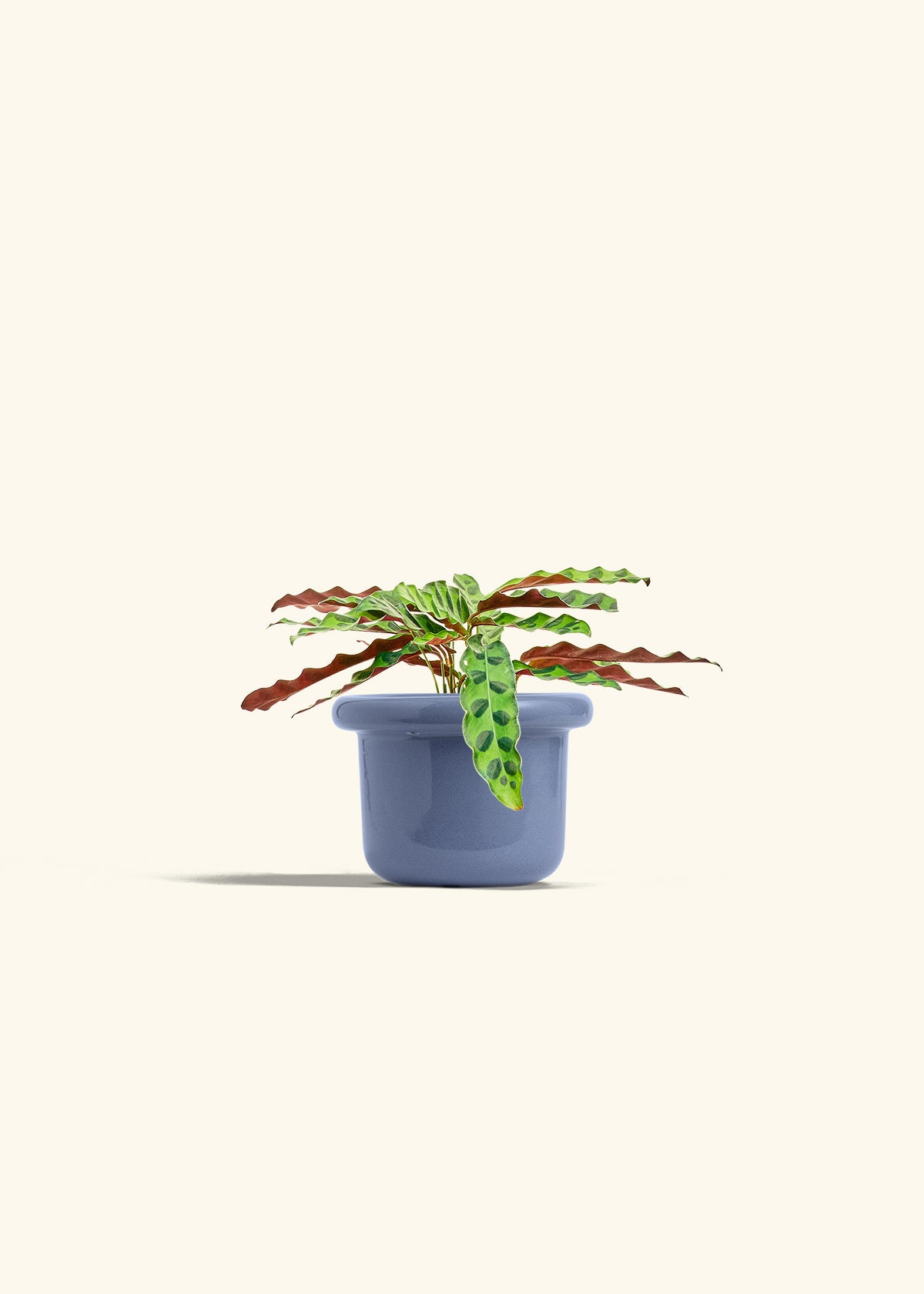 Calathea 'Rattlesnake', Small