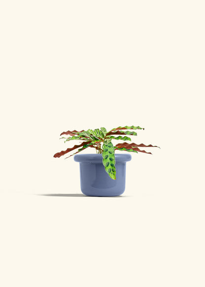 Calathea 'Rattlesnake', Small