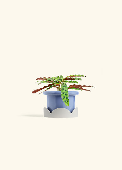 Calathea 'Rattlesnake', Small