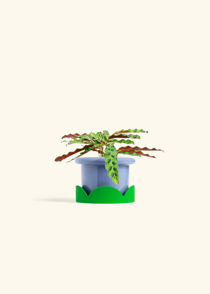 Calathea 'Rattlesnake', Small