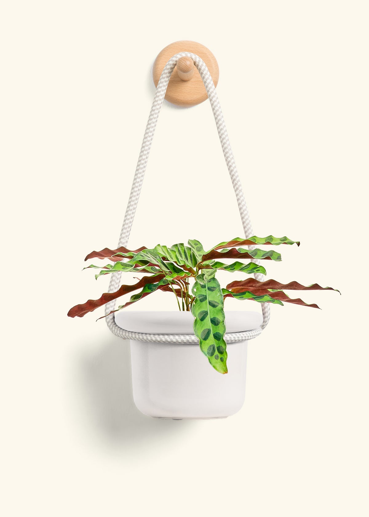 Calathea 'Rattlesnake', Small