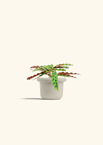 Calathea 'Rattlesnake', Small