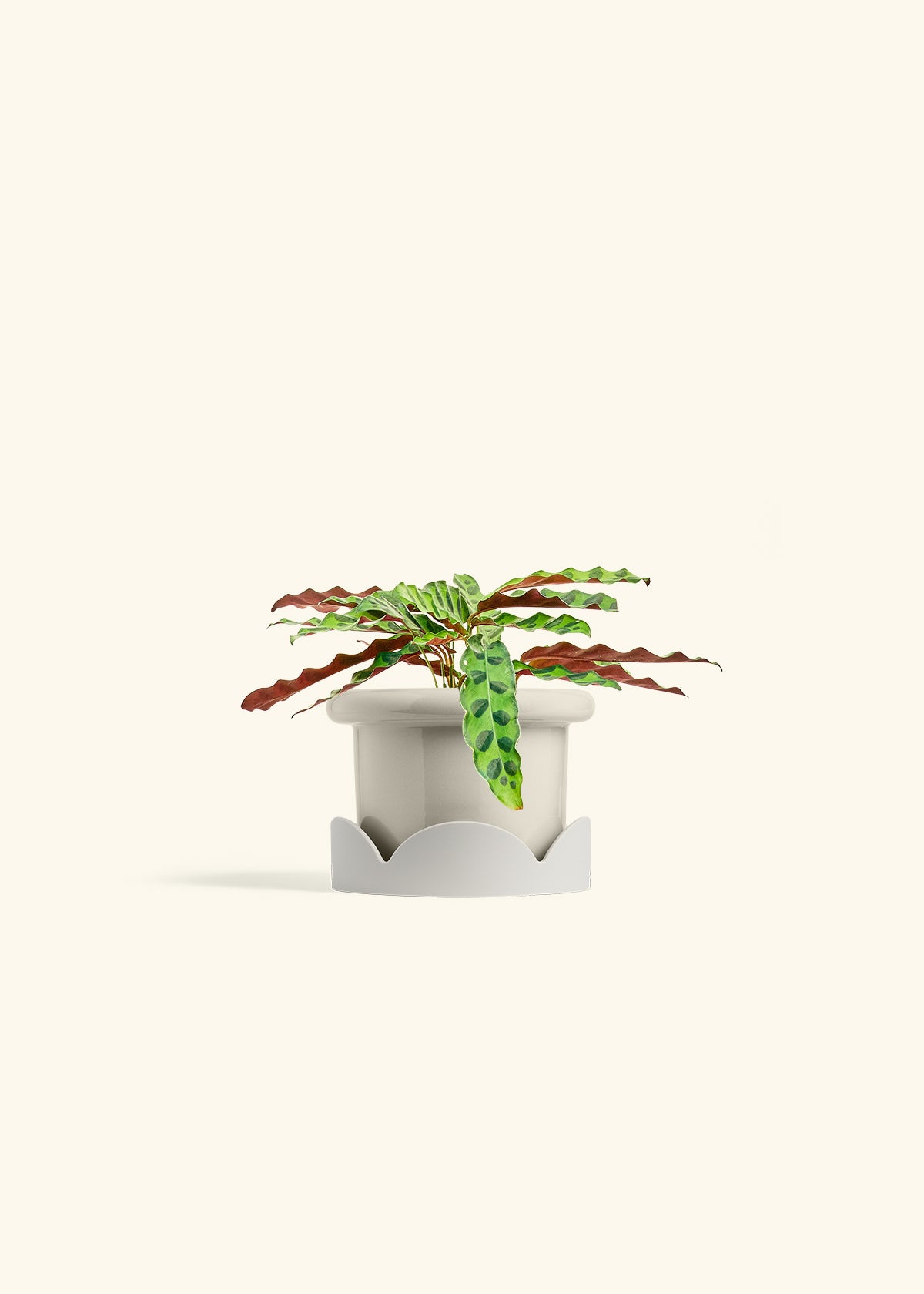 Calathea 'Rattlesnake', Small