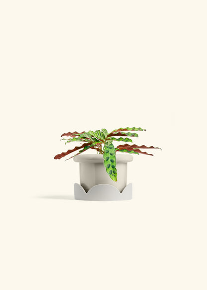 Calathea 'Rattlesnake', Small