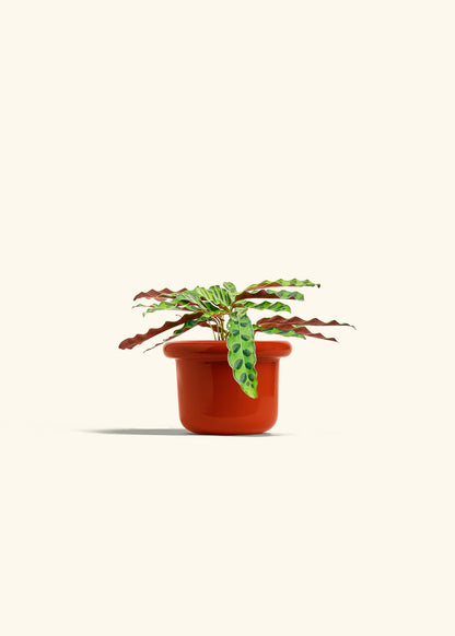 Calathea 'Rattlesnake', Small