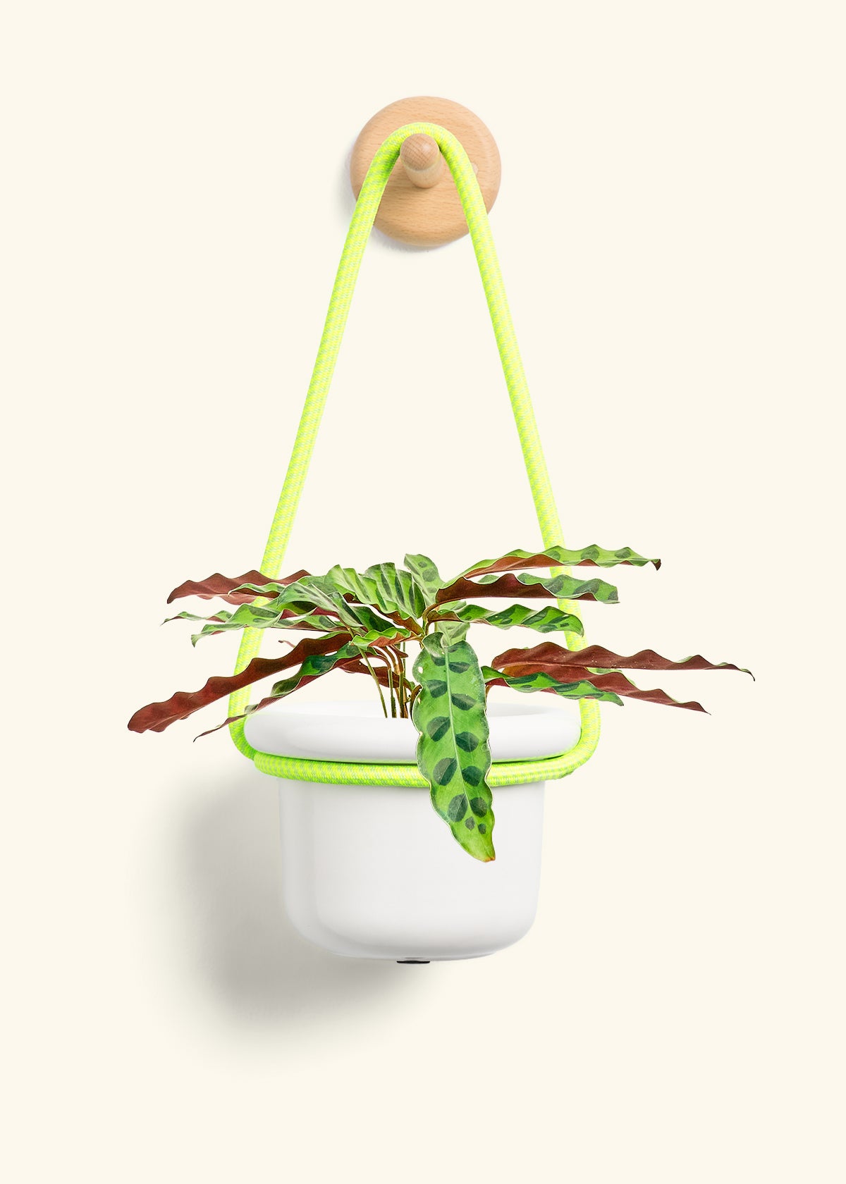 Calathea 'Rattlesnake', Small