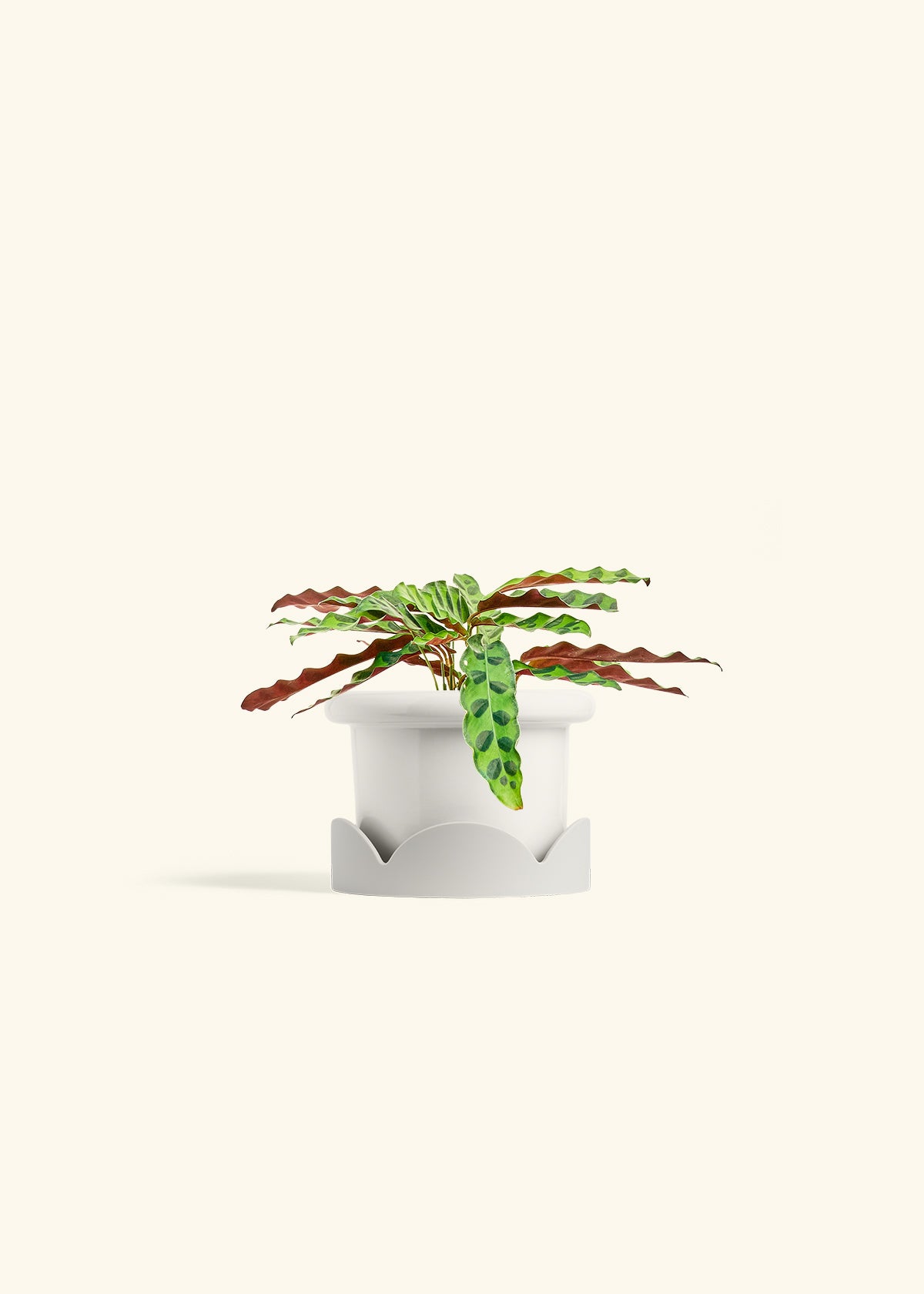 Calathea 'Rattlesnake', Small