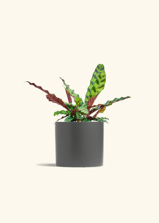 Calathea Rattlesnake in a 6 inches Charcoal Classic Cylinder Planter 