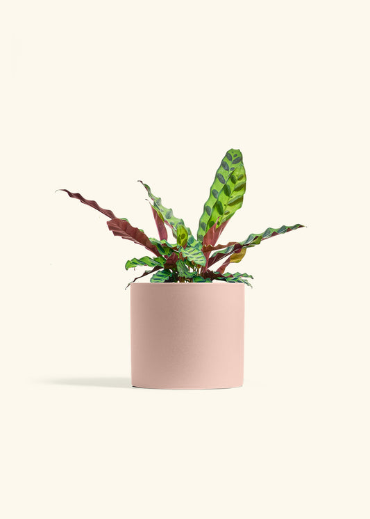 Calathea Rattlesnake in a 6 inches Pink Classic Cylinder Planter 