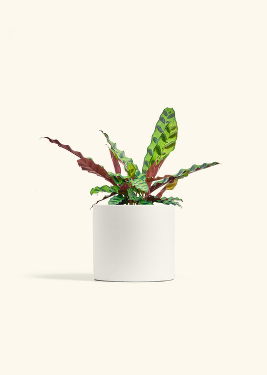 Calathea Rattlesnake in a 6 inches White Classic Cylinder Planter 
