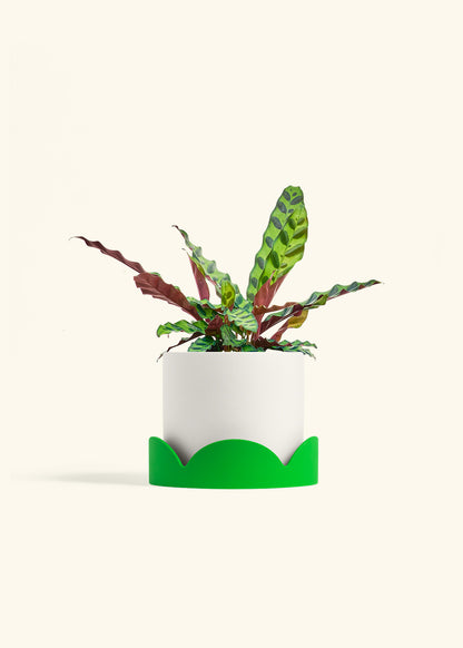 Calathea Rattlesnake in a 6 inches White Classic Cylinder Planter in a Shamrock Petal Drip Tray
