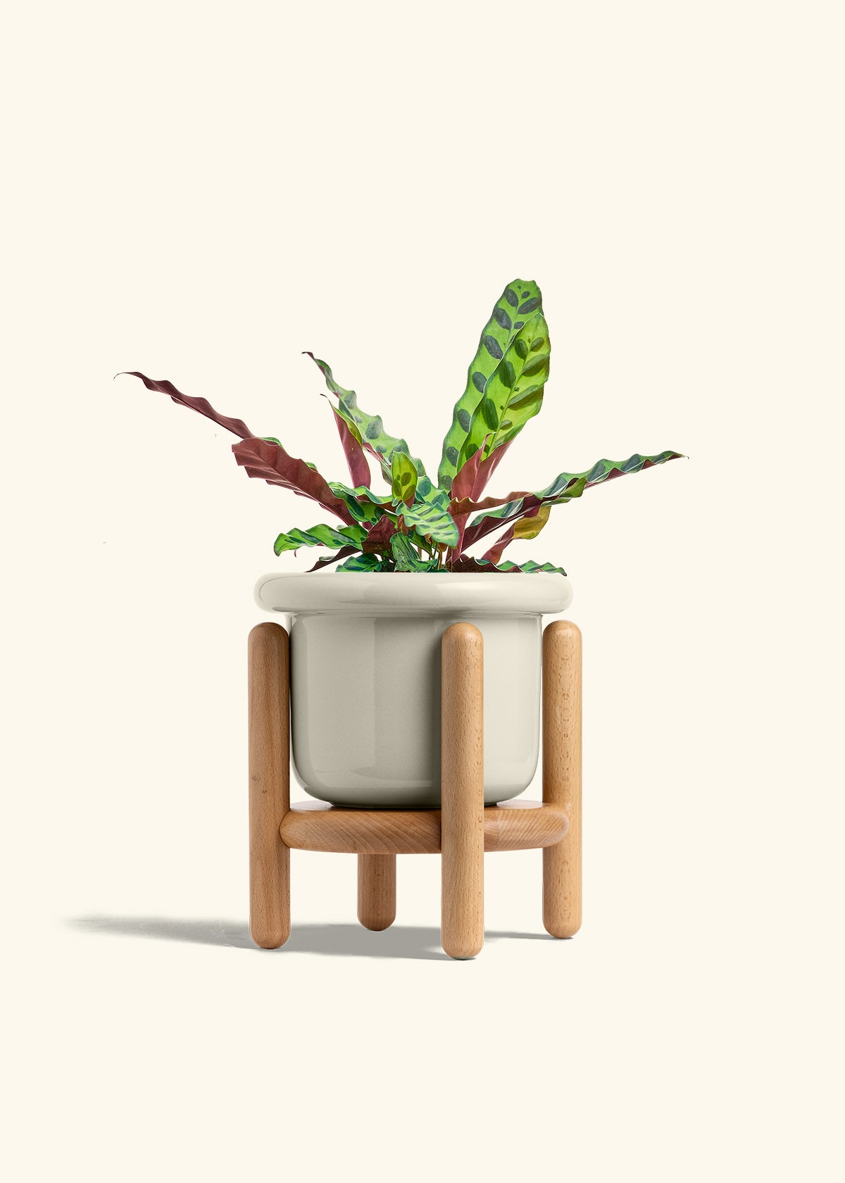 Calathea Rattlesnake in a 6 inches Fat Lip Oat Planter in a Beech Wood Stand