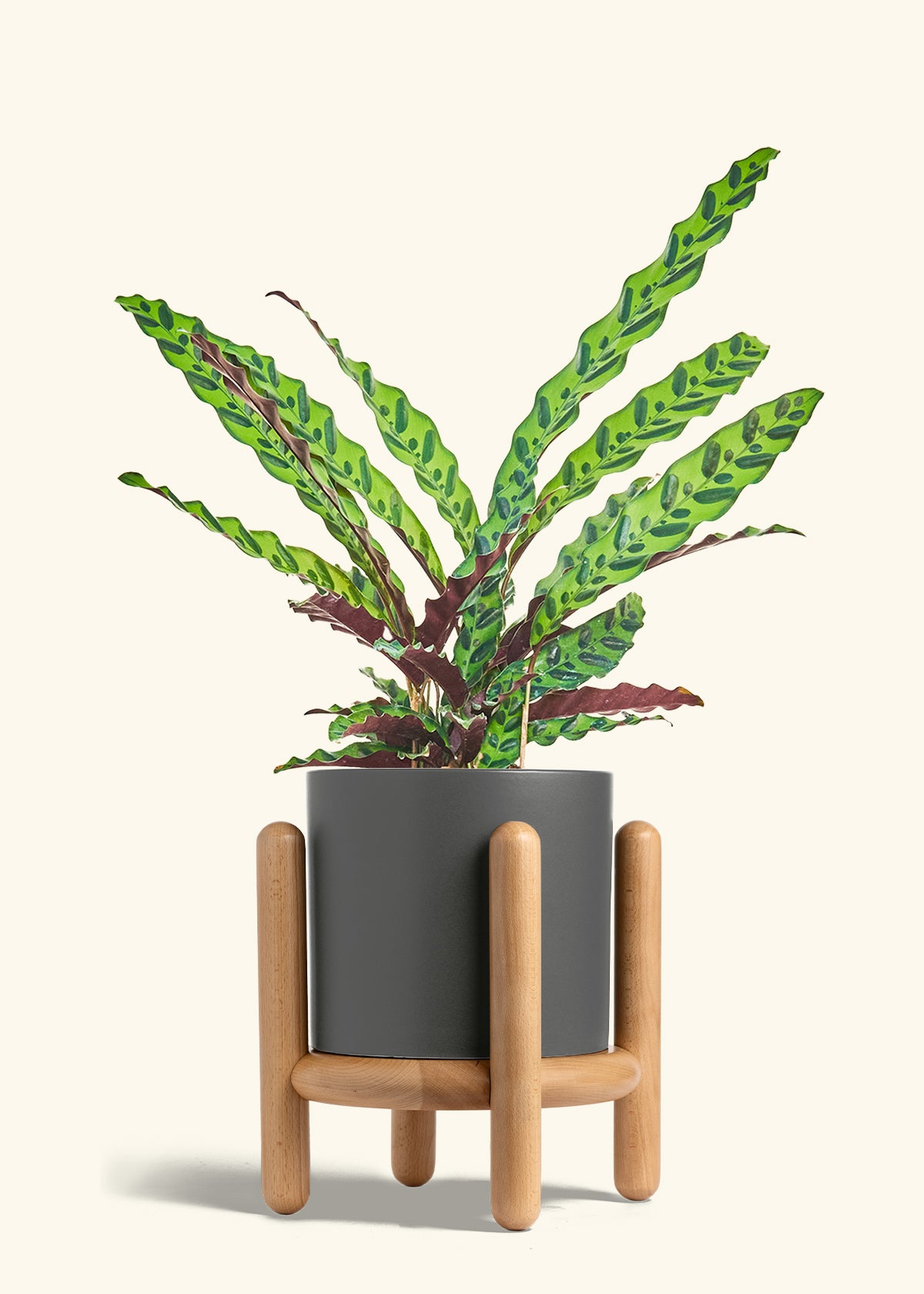 Calathea Rattlesnake in a 8 inches Charcoal Classic Cylinder Planter in a Beech Wood Stand