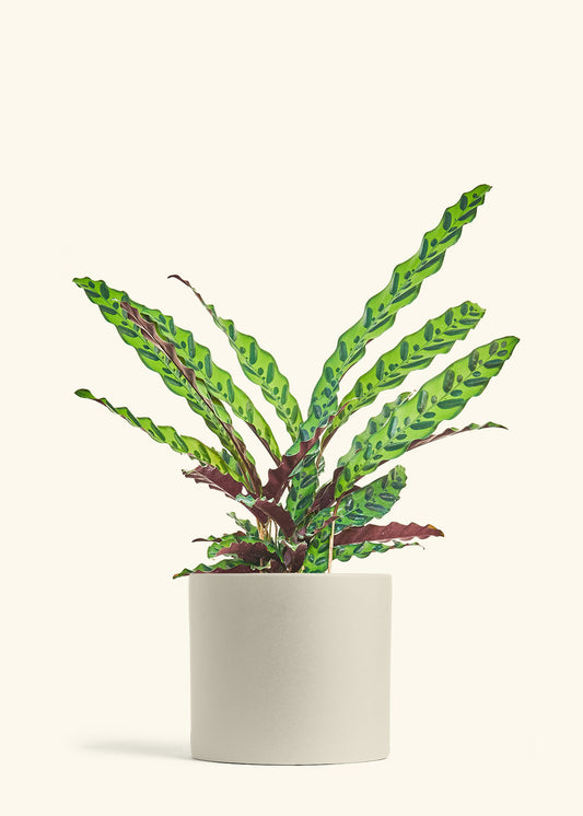Calathea Rattlesnake in a 8 inches Oat Classic Cylinder Planter 