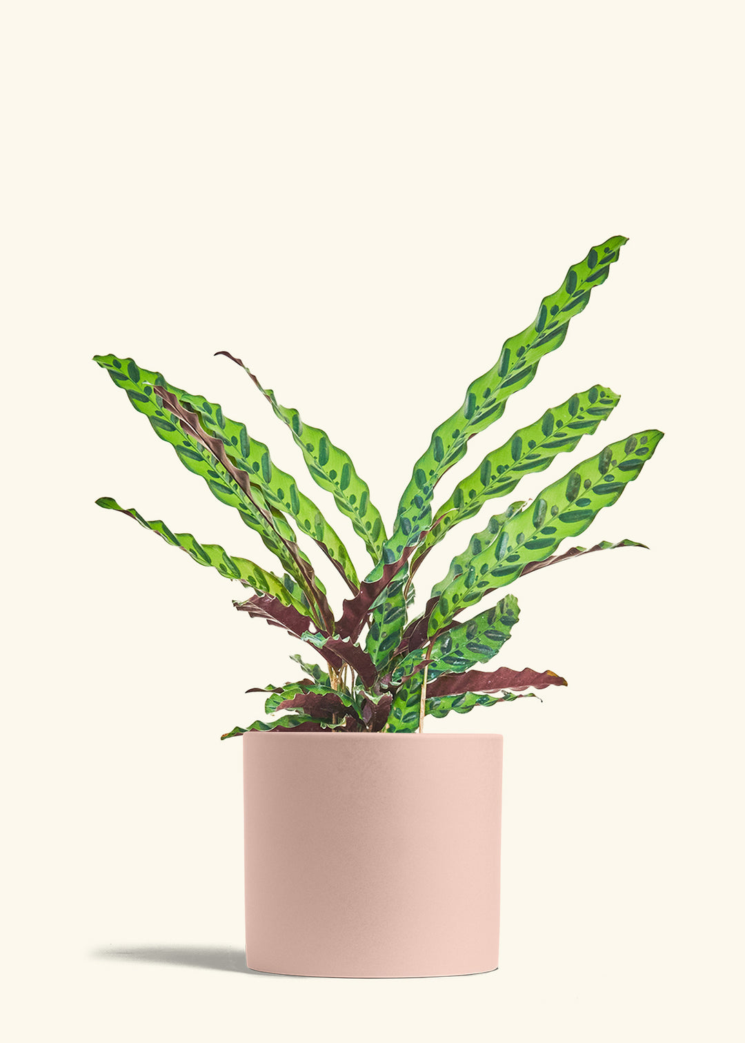 Calathea Rattlesnake in a 8 inches Pink Classic Cylinder Planter 