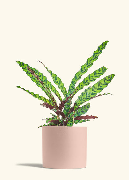 Calathea Rattlesnake in a 8 inches Pink Classic Cylinder Planter 