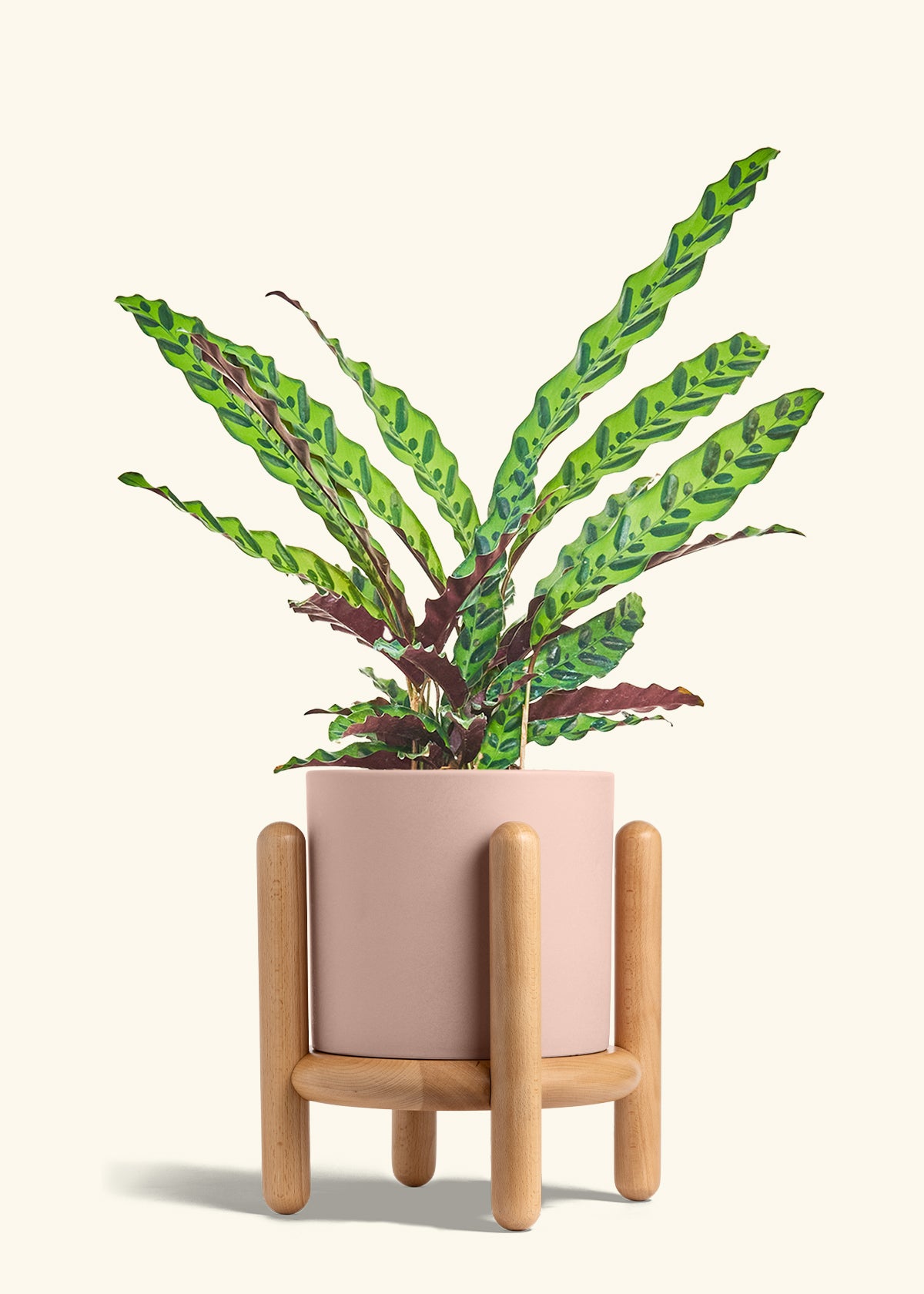 Calathea Rattlesnake in a 8 inches Pink Classic Cylinder Planter in a Beech Wood Stand