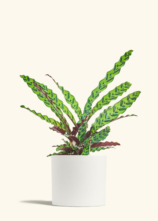 Calathea Rattlesnake in a 8 inches White Classic Cylinder Planter 