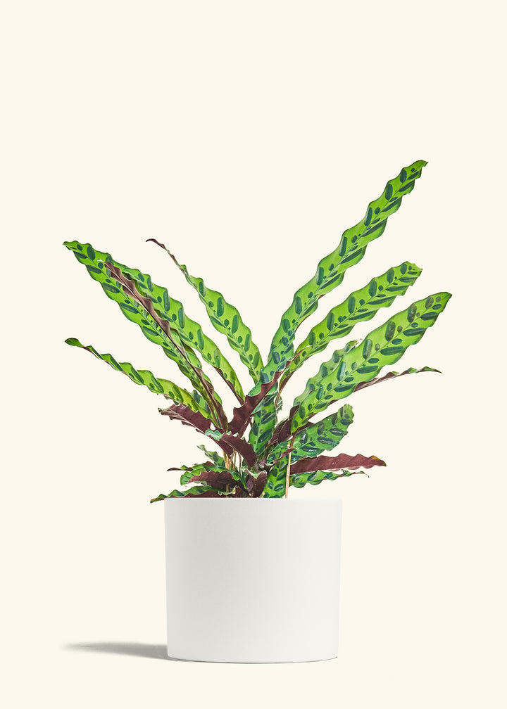 Calathea Rattlesnake in a 8 inches White Classic Cylinder Planter 