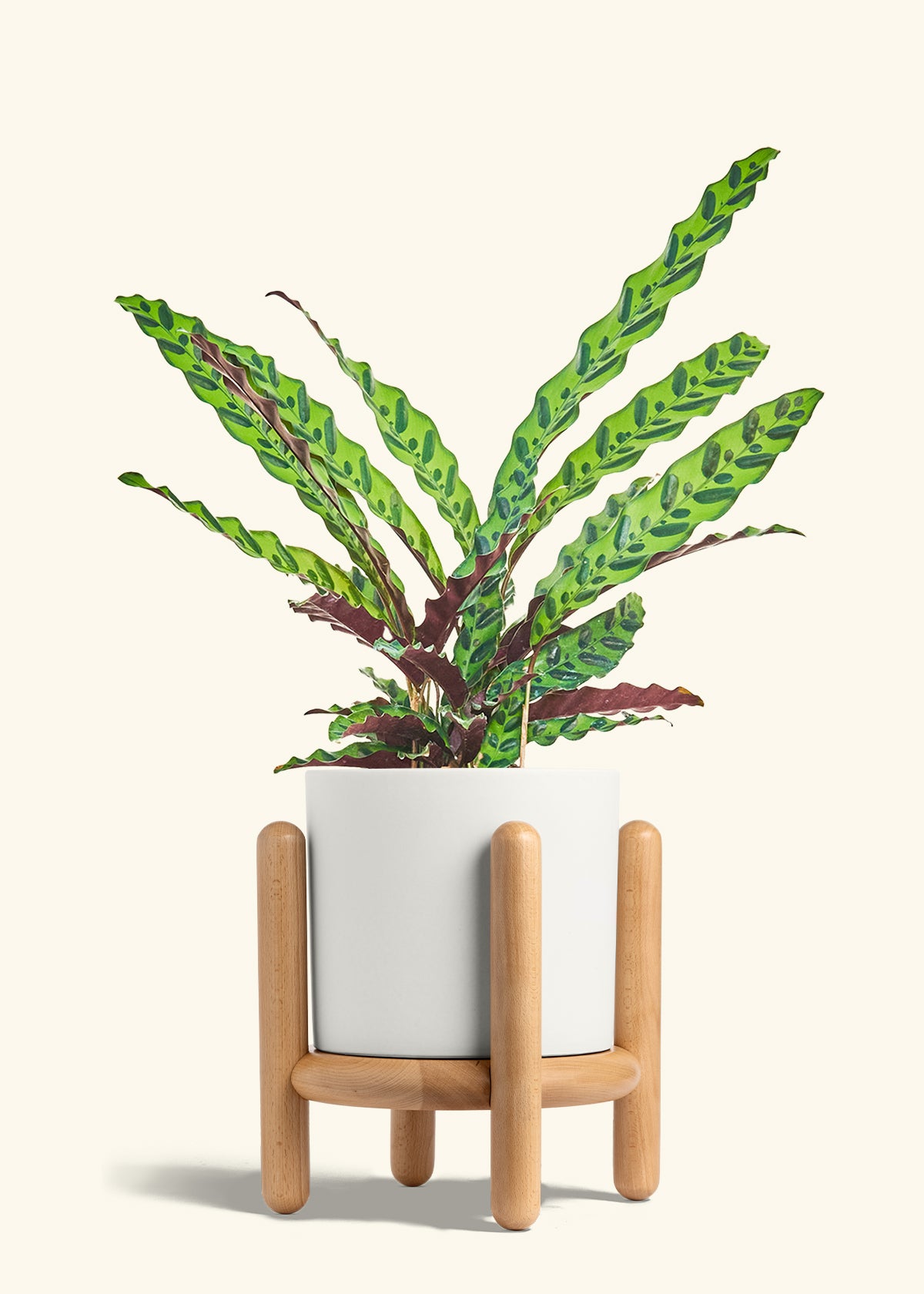 Calathea Rattlesnake in a 8 inches White Classic Cylinder Planter in a Beech Wood Stand