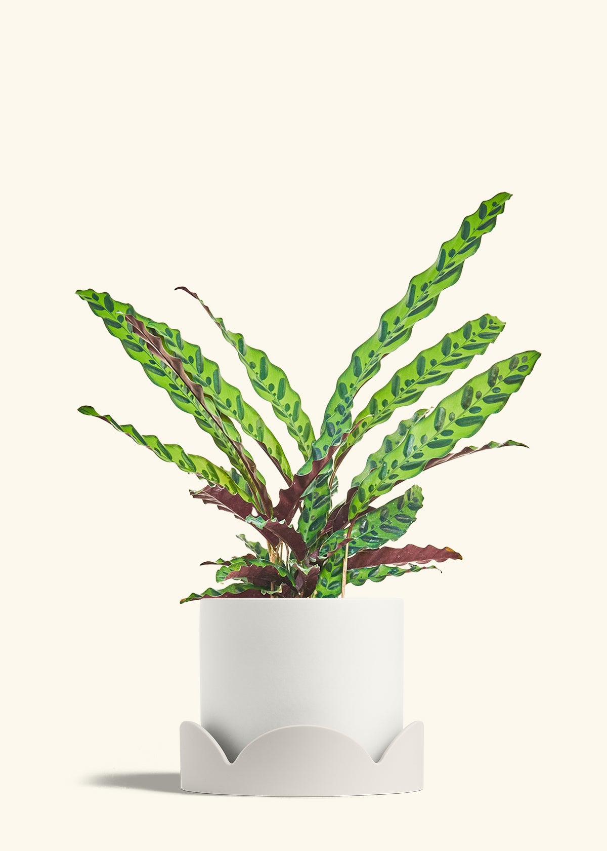 Classic Planter Tray Combo, Polar White