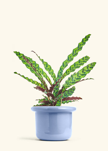 Calathea Rattlesnake in a 8 inches Fat Lip Blue Planter 