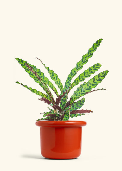 Calathea Rattlesnake in a 8 inches Fat Lip Red Planter 