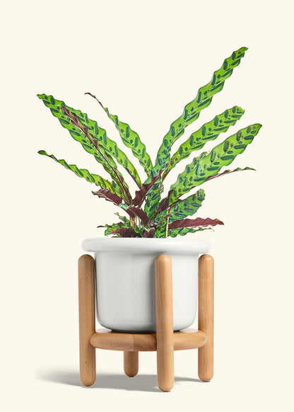 Fat Lip Planter Stand Combo, Polar White