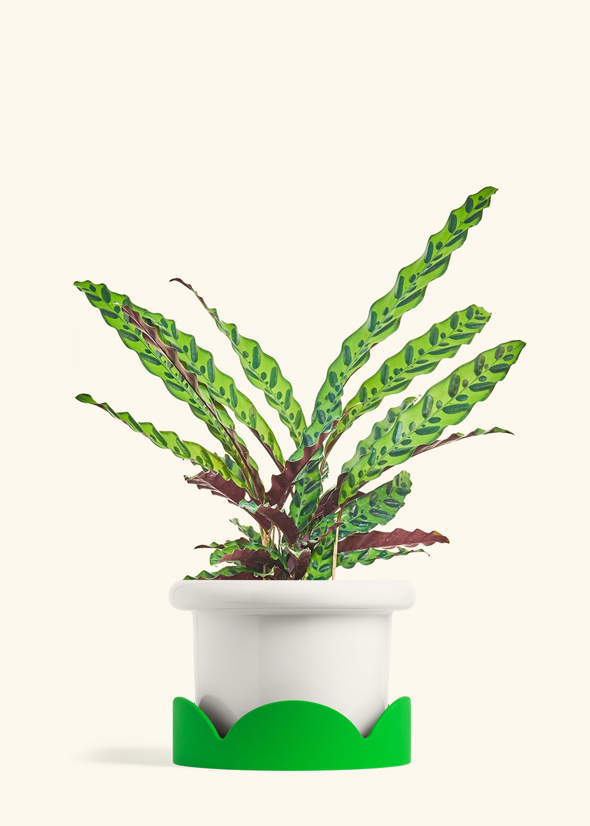 Fat Lip Planter Tray Combo, Polar White