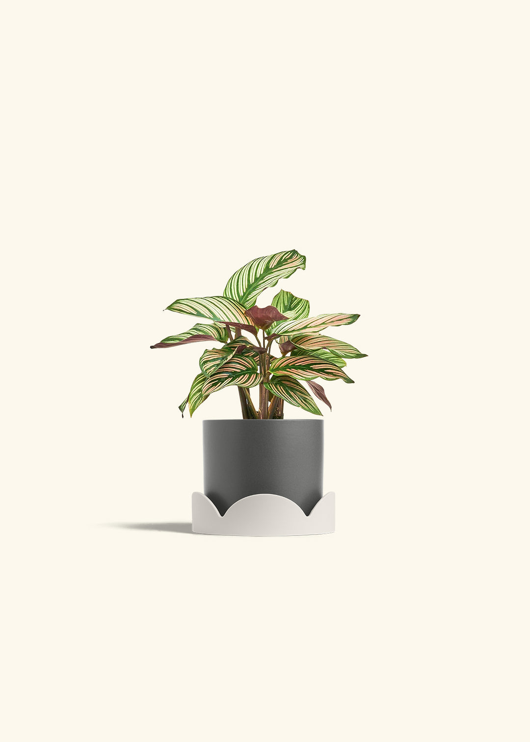 Calathea White Star in a 4 inches Charcoal Classic Cylinder Planter in a Oat Petal Drip Tray