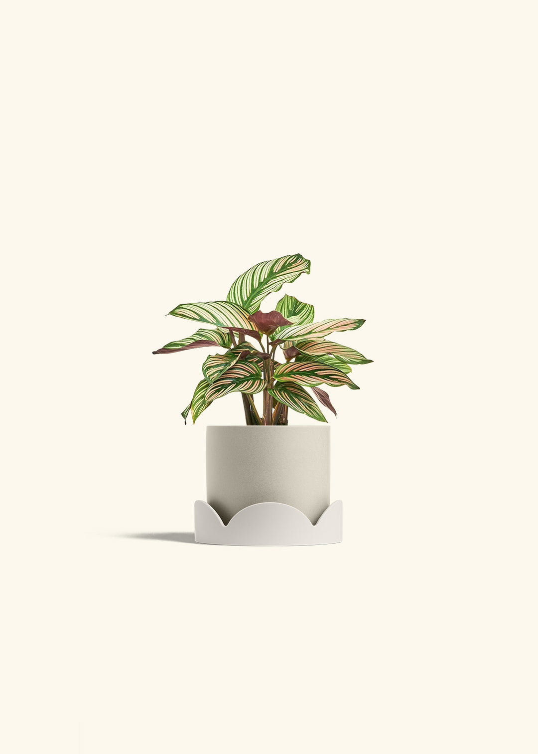 Calathea White Star in a 4 inches Oat Classic Cylinder Planter in a Oat Petal Drip Tray