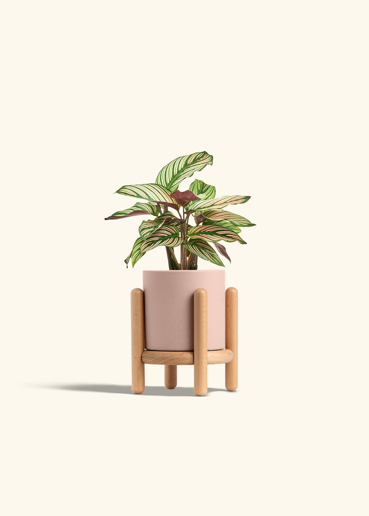 Calathea White Star in a 4 inches Pink Classic Cylinder Planter in a Beech Wood Stand