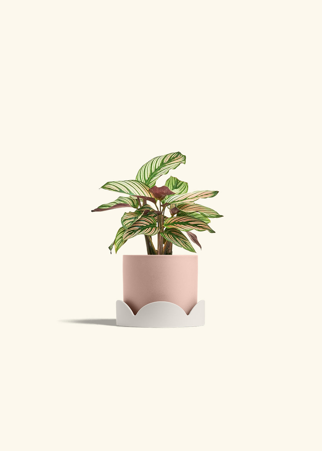 Calathea White Star in a 4 inches Pink Classic Cylinder Planter in a Oat Petal Drip Tray