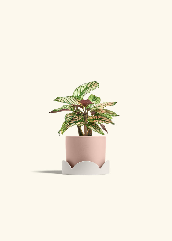 Calathea White Star in a 4 inches Pink Classic Cylinder Planter in a Oat Petal Drip Tray