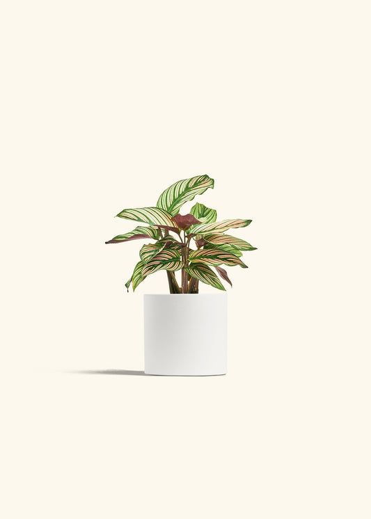 Calathea White Star in a 4 inches White Classic Cylinder Planter 