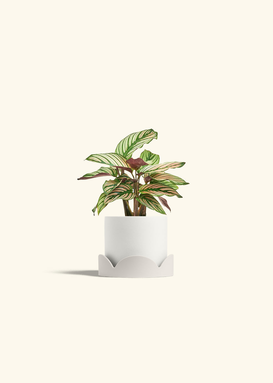 Calathea White Star in a 4 inches White Classic Cylinder Planter in a Oat Petal Drip Tray