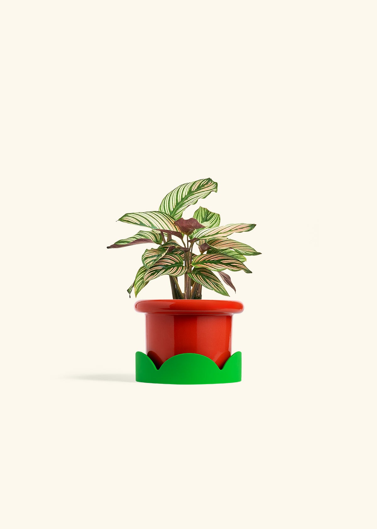 white star prayer plant Calathea 'White Star'
