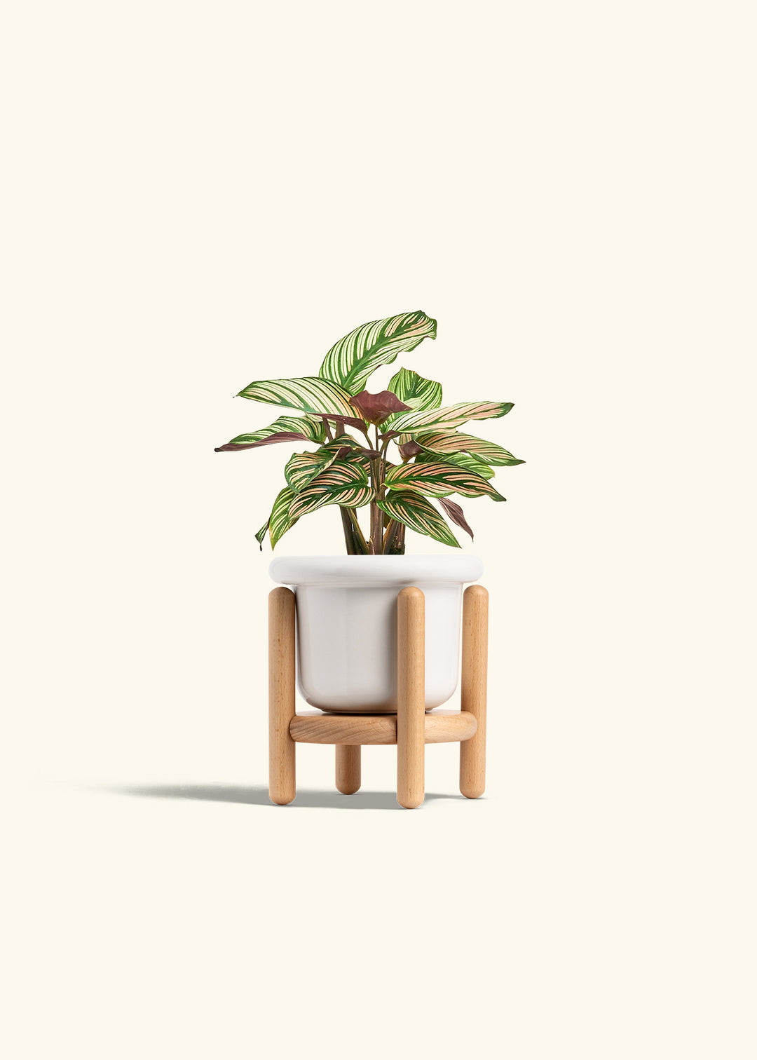 Calathea White Star in a 4 inches Fat Lip White Planter in a Beech Wood Stand