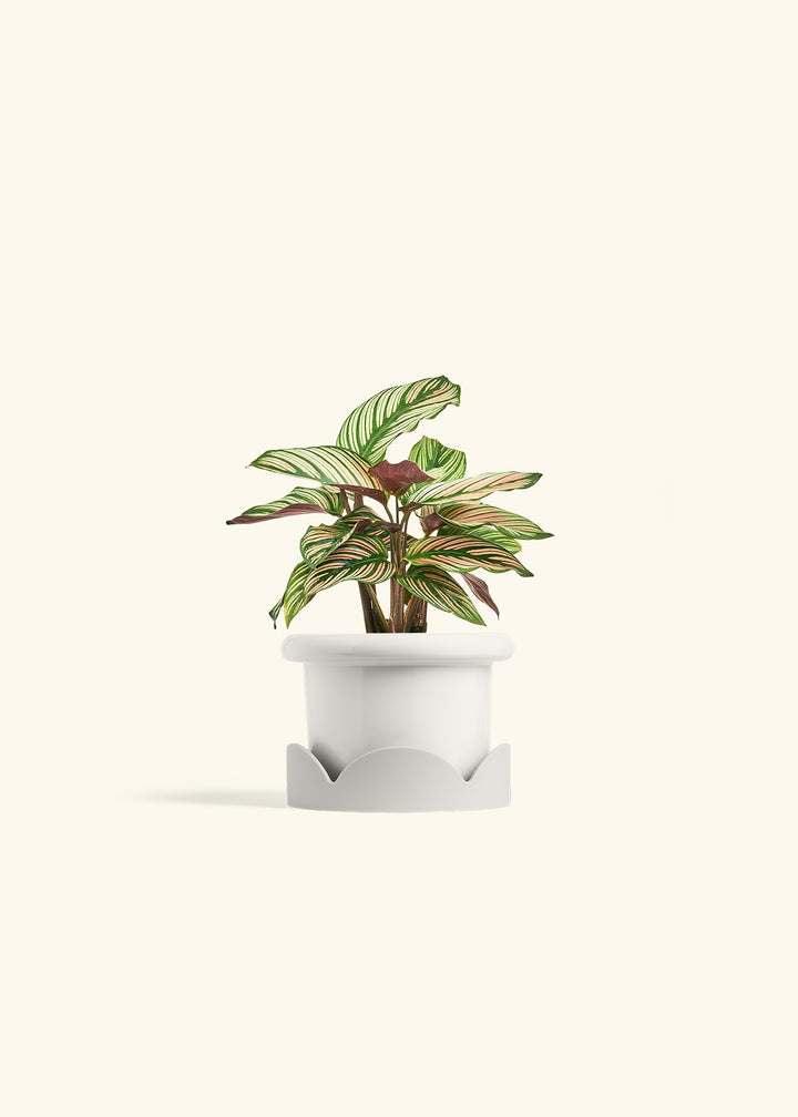 Calathea White Star in a 4 inches Fat Lip White Planter in a Oat Petal Drip Tray