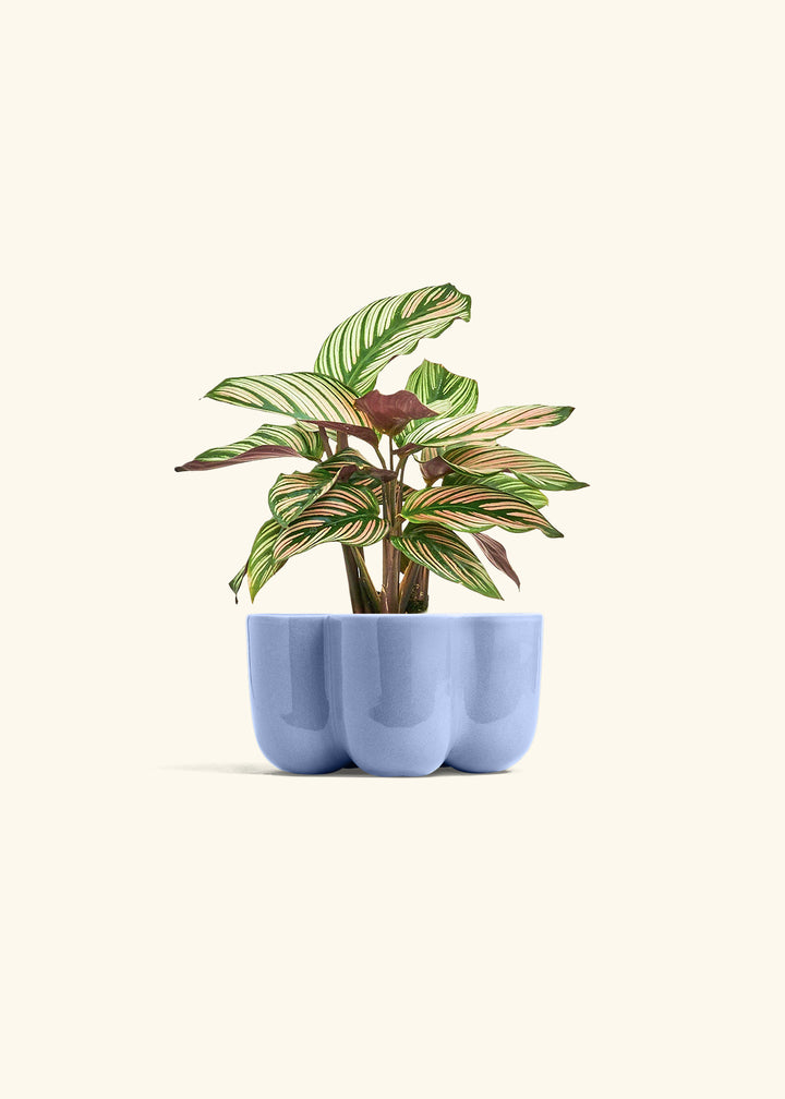 Calathea White Star in a 4 inches in a Blue Petal Planter