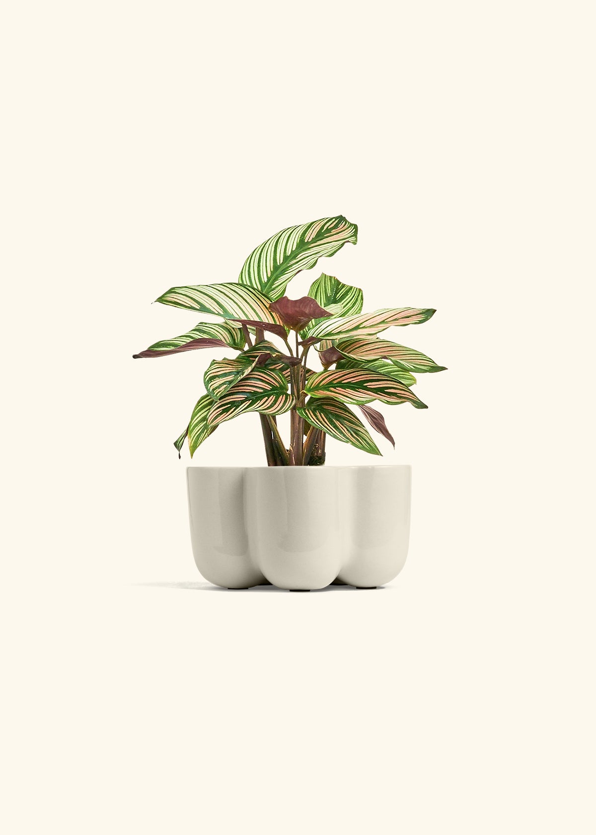 Calathea White Star in a 4 inches in a Oat Petal Planter