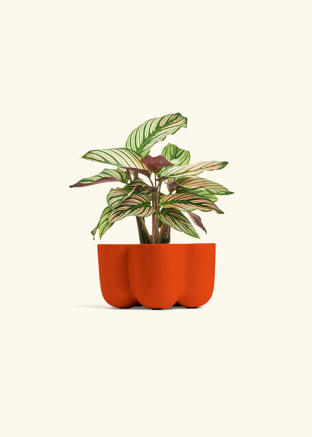 Calathea White Star in a 4 inches in a Red Petal Planter