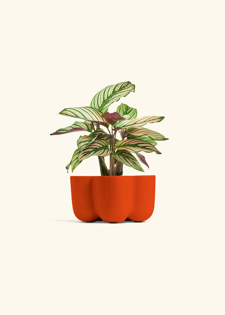 Calathea White Star in a 4 inches in a Red Petal Planter
