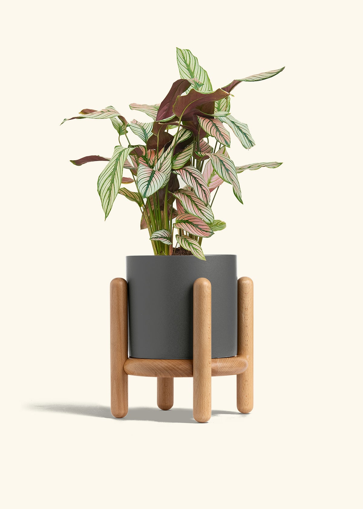 Calathea White Star in a 6 inches Charcoal Classic Cylinder Planter in a Beech Wood Stand