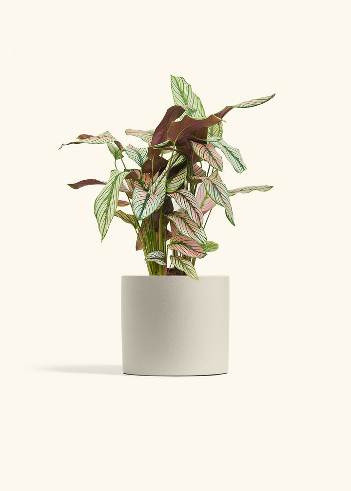 Calathea White Star in a 6 inches Oat Classic Cylinder Planter 