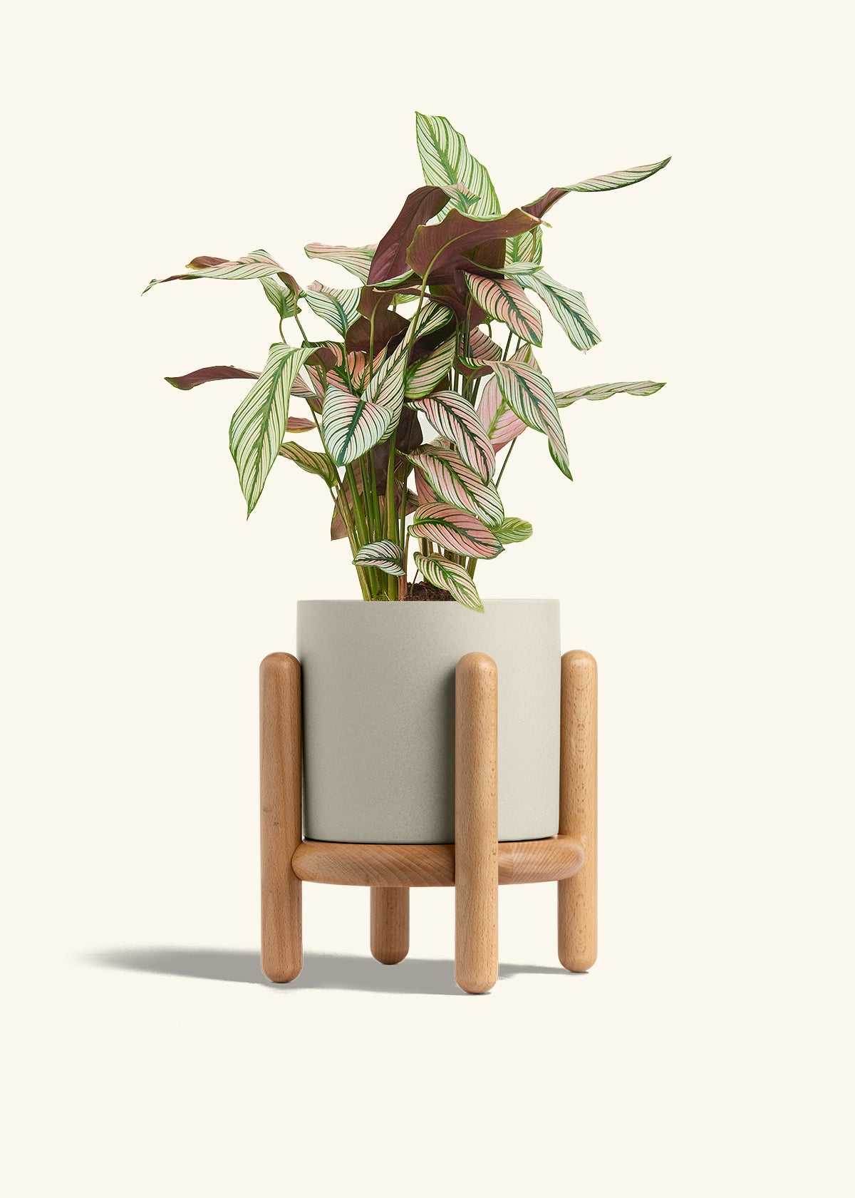 Calathea White Star in a 6 inches Oat Classic Cylinder Planter in a Beech Wood Stand