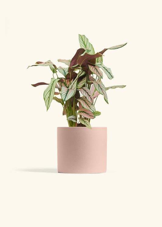 Calathea White Star in a 6 inches Pink Classic Cylinder Planter 