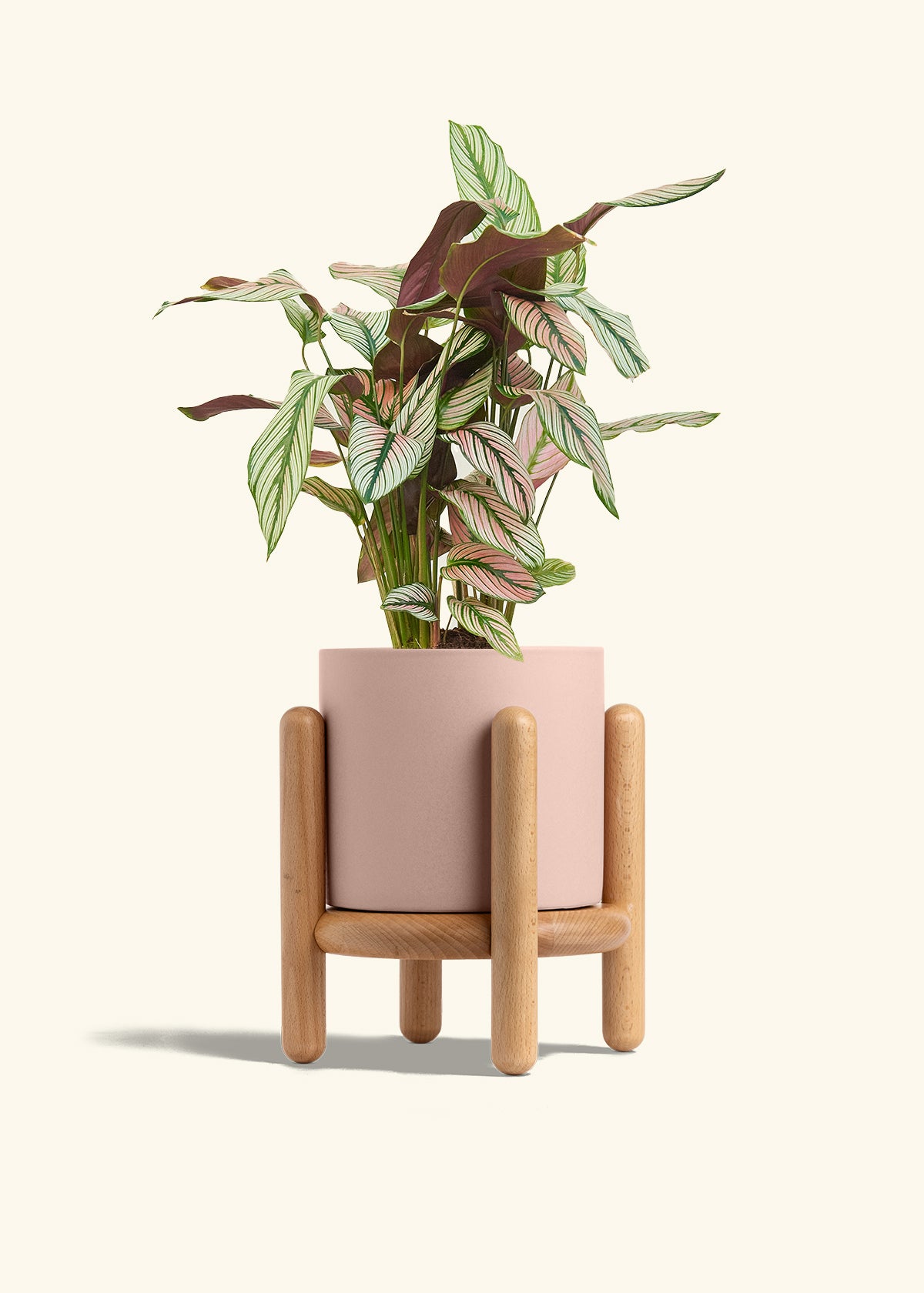 Calathea White Star in a 6 inches Pink Classic Cylinder Planter in a Beech Wood Stand