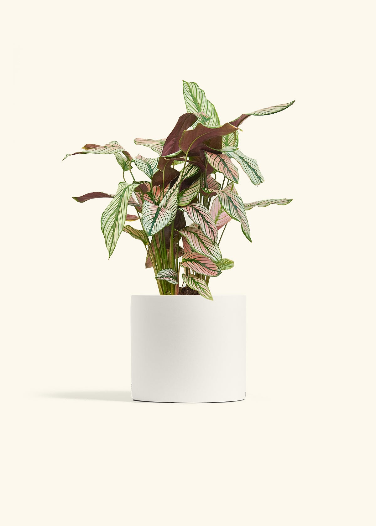 Calathea White Star in a 6 inches White Classic Cylinder Planter 